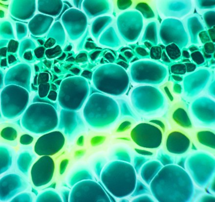 Close up of a teal haircare ingredient under the microscope mobile